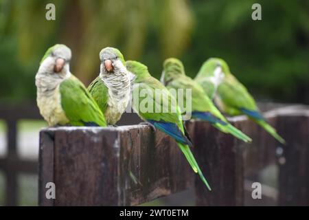 Un gruppo di parrocchetti monaci (Myiopsitta monachus) in un parco di Buenos Aires, Argentina Foto Stock