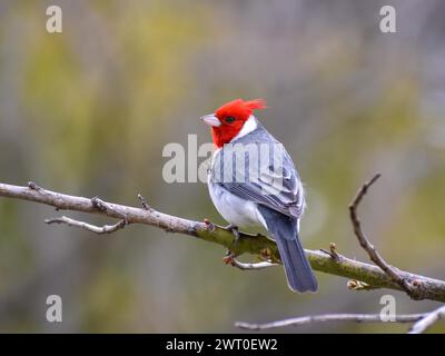 Tanager con cresta rossa (Paroaria coronata) o cardinale grigio, Buenos Aires, Argentina Foto Stock