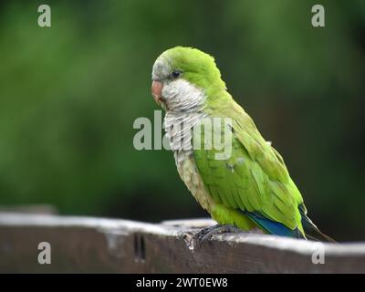 Ritratto di un parrocchetto monaco (Myiopsitta monachus) in un parco di Buenos Aires, Argentina Foto Stock