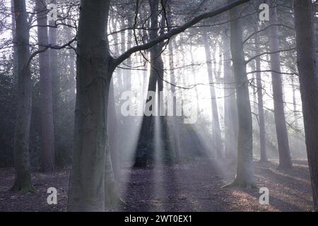 La luce del sole filtra attraverso una tettoia della foresta nebbiosa Foto Stock