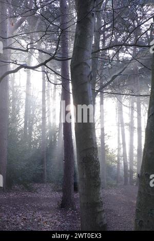 La luce del sole filtra attraverso una tettoia della foresta nebbiosa Foto Stock