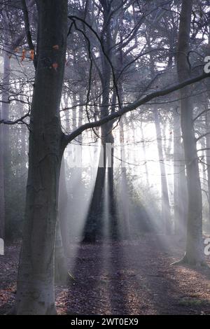 La luce del sole filtra attraverso una tettoia della foresta nebbiosa Foto Stock