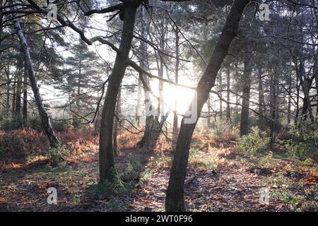 La luce del sole filtra attraverso gli alberi in una foresta all'alba Foto Stock