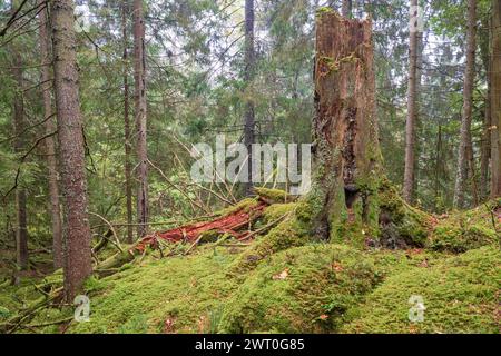 Ceppo d'albero in una vecchia foresta con muschio verde in un abete rosso Foto Stock
