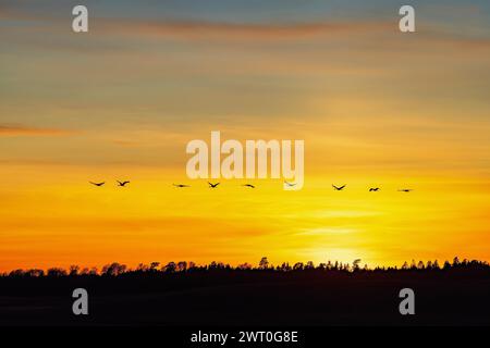 Flocca di gru che volano sopra un bosco con silhouette a un tramonto colorato Foto Stock