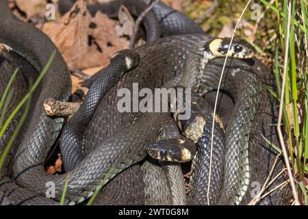 Gruppo di serpenti d'erba che si crogiolano al sole primaverile Foto Stock