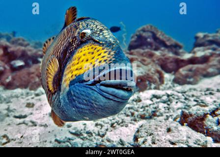 pesci triggerfish gigante verde (Balistoides viridescens), Vakarufalhi, atollo di Ari, Maldive, Oceano Indiano Foto Stock