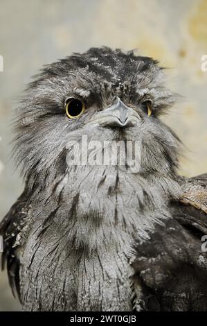 Tawny frogmouth (Podargus strigoides), ritratto, prigioniero, occorrenza in Australia Foto Stock