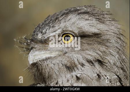 Tawny frogmouth (Podargus strigoides), ritratto, prigioniero, occorrenza in Australia Foto Stock