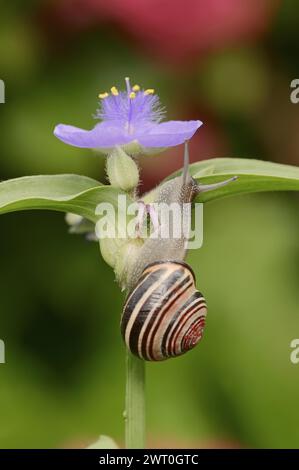 Lumaca di boschetto (Cepaea nemoralis) su giardino tre fiori maestri (Tradescantia andersoniana), fiore, pianta ornamentale, Renania settentrionale-Vestfalia, Germania Foto Stock