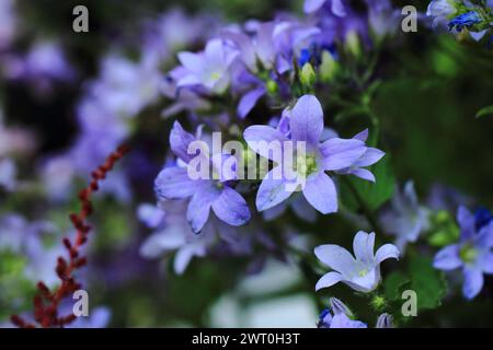 fiori di campanello blu come sfondo naturale molto bello Foto Stock