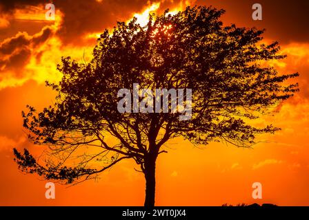 Un albero solitario si erge contro un tramonto vibrante, la sua silhouette è ben delineata dalle sfumature ardenti di arancione e giallo che riempiono il cielo. L'impostazione S Foto Stock