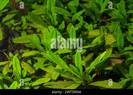 Alghe verdi rivestite di granito in un letto di fiume. Sfondo e trama. Alghe paludose. Foto Stock