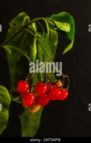 Bacche rosse di legno di nightshade, anche conosciuto come agrodolce, Solanum dulcamara visto in agosto. Foto Stock