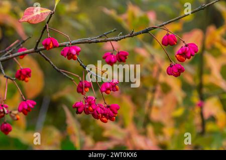 Euonymus europaeus frutti autunnali a maturazione capsulare a fusello comune europeo, colori rosso-viola o rosa con semi d'arancio, foglie autunnali colorate. Foto Stock