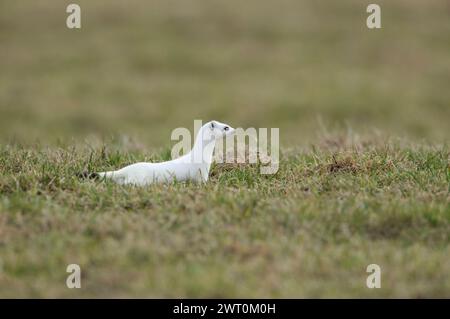 durante la caccia... Ermine / Stoat ( Mustela erminea ) in bianco cappotto invernale su un pascolo, prato, animale autoctono, fauna selvatica, Europa. Foto Stock