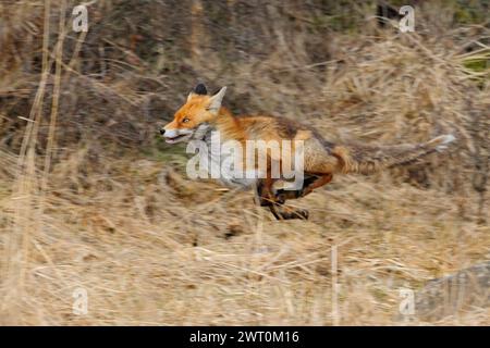 Volpe rosse ( Vulpes vulpes ) in corsa lungo il bordo di una foresta, attraverso l'erba di canne, animali in fuga, in movimento, tecnica di panning, fauna selvatica, Europa. Foto Stock