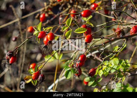 Bacche di rosa rosse sui rami. Natura morta d'autunno romantica con bacche di rosa. Bacche rughe di rosa su un cespuglio alla fine dell'autunno. Hawthorn ber Foto Stock