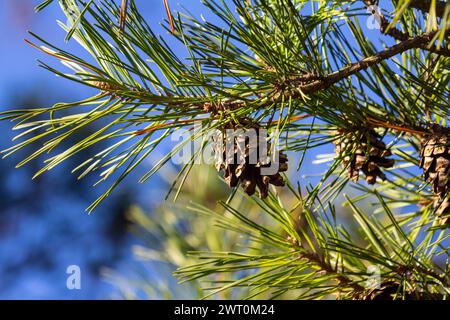 Primo piano su un grazioso cono di pino appeso al suo ramo e circondato dalle sue spine verdi. Cono di pino, spine di pino, ramo di pino e cielo blu. Foto Stock