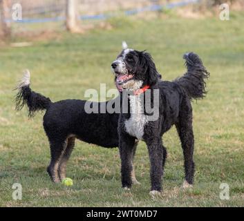 Due cani acquatici spagnoli che giocano in un parco Foto Stock