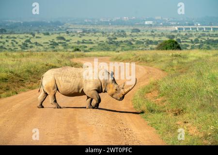 Rinoceronte nero che attraversa la strada del Parco Nazionale di Nairobi in Kenya Foto Stock