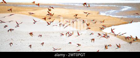 carmine Bee-Eaters sulle rive sabbiose del fiume Luangwa nel South Luangwa National Park Zambia. SUDAFRICA Un Baboon SOLITARIO è stato catturato camminando al Foto Stock