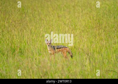 Uno sciacallo nero è in allerta nel Maasai Mara in Kenya. Foto Stock