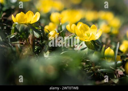 Fiori gialli (Eranthis hyemalis, aconite invernale) nei primi spri Foto Stock