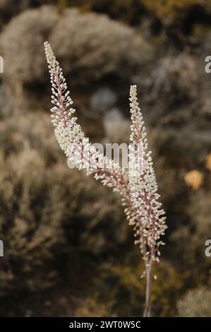 Primo piano della Drimia maritima o pianta di cipolla marina fiorita in Grecia Foto Stock