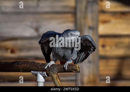 African Gray Parrot Training versione 1 Foto Stock