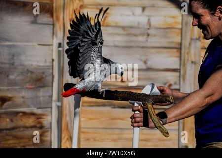African Gray Parrot Training versione 2 Foto Stock