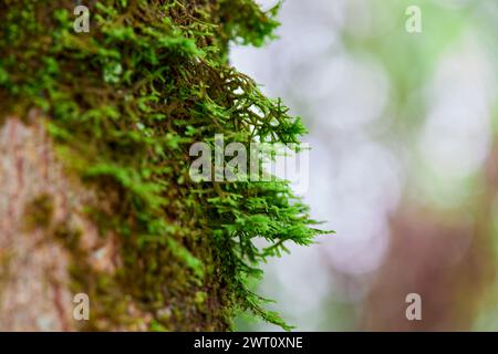 Muschio verde cresciuto sulla corteccia degli alberi Foto Stock