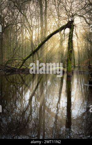Sereno crepuscolo su Broken Oak Tree nel lago Forest. I raggi del sole filtrano attraverso una foresta, illuminando un tranquillo laghetto con un albero rotto Foto Stock