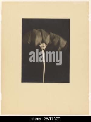 Maggio Apple. Doris Ulmann, fotografo (americano, 1882 - 1934) 6 maggio 1934 (verso, Mount) in alto a destra, timbro bagnato in inchiostro nero: '133'; in alto a destra, timbro bagnato in inchiostro nero: '1423 [capovolto, barrato]'; in alto a destra, timbro bagnato in inchiostro nero: 'JJN'; in alto a destra, a matita: "U. III / From Sam Wagstaff / STILL Life"; centro superiore, a matita: "200 [cerchiato]"; basso sinistra, timbro bagnato con inchiostro nero: "256"; basso sinistra, timbro bagnato con inchiostro nero: "1123 [capovolto, barrato]"; Foto Stock