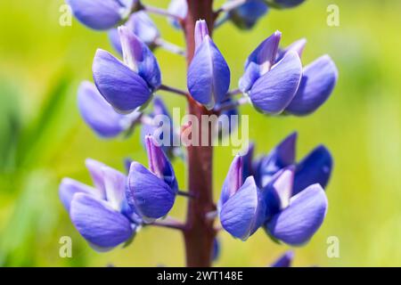 blau blüht die Stauden-Lupine Lupinus polyphyllus, Detailaufnahme vom Blütenstand *** fiori blu del lupino perenne Lupinus polyphyllus , Chiudi Foto Stock