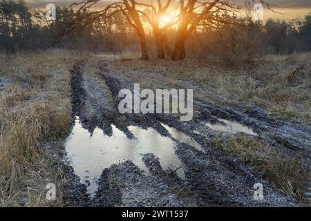 Paesaggio serale con pozzanghere ghiacciate sul sentiero nella foresta Foto Stock