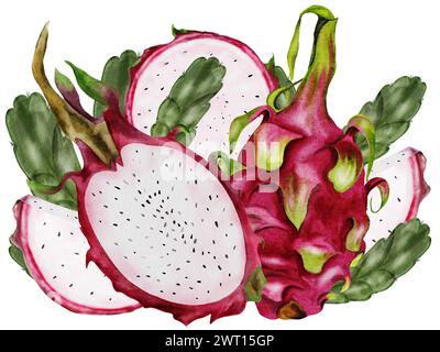 Frutto del drago. Acquerello disegno a mano di frutti esotici del cactus pitaya. Clip art isolata su sfondo bianco. Per il design di un vegetariano Foto Stock
