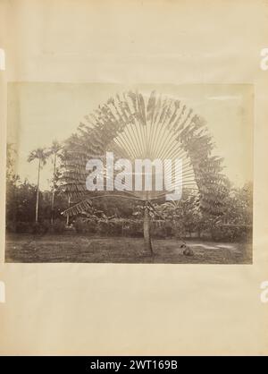 Palma del viaggiatore. Sconosciuto, fotografo anni '1850-'1890 Vista della palma di un viaggiatore, con i suoi rami che crescono nella loro caratteristica forma a ventaglio. Foto Stock
