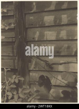 Natura morta con Vines e Shadows, forse Georgetown Island, Maine. Doris Ulmann, fotografo (americano, 1882 - 1934) 1925-1934, Doris Ulmann ha frequentato la Ethical Culture School di New York prima di iniziare lo studio di psicologia alla Columbia University nel 1907. Ha anche preso lezioni di fotografia con Clarence H. White (1871-1925) nel dipartimento d'arte del Columbia Teachers College (vedere 87.XM.89.156). White, un tempo collega di Alfred Stieglitz (1864-1946) e membro fondatore della Photo-Secession, insegnò fotografia in compagnia degli artisti Arthur Wesley Dow e Max Weber. Dow, Foto Stock