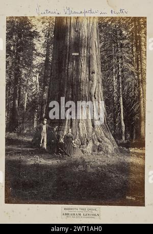 Mammoth Tree Grove, Calaveras County, California. Abraham Lincoln. 320 piedi di altezza, 54 piedi di circonferenza. Eadweard J. Muybridge, fotografo (americano, nato in Inghilterra, 1830 - 1904) negativo 1867, stampa poi il ritratto di gruppo di due uomini caucasici e di una donna caucasica alla base di un grande albero. Un cartello con le parole "Abraham Lincoln" è inchiodato al tronco dell'albero. (Recto, monta) in alto a destra, sopra l'immagine, a matita: '#4 [cerchiato]'; in alto a destra, sopra l'immagine, in inchiostro blu: 'Nonno di Vittoria al centro'; in basso a destra, sotto l'immagine, stampata sull'etichetta, in inchiostro nero: 'MAMMOTH TREE GROVE, / C. Foto Stock