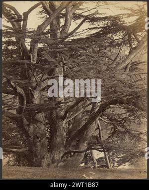 Cedars, Warwick. Francis Bedford, fotografo (inglese, 1815/1816 - 1894) tardo XIX secolo Vista di un albero con molti rami spessi. (Verso, stampa) in basso a destra, a matita: 'Cedars / Warwick / Frith Series'; (verso, print) in basso a sinistra, a matita: 'A24'; Foto Stock