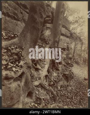 Parco di Saint-Cloud. Eugène Atget, fotografo (francese, 1857 - 1927) 1906 Tree Roots in Park iscrizione: Titolo e numero negativo incisi verso print. Iscrizione secondaria: Incisa verso stampa a mano sconosciuta: 'Chicago, no. 3' e prezzo vecchio. Foto Stock