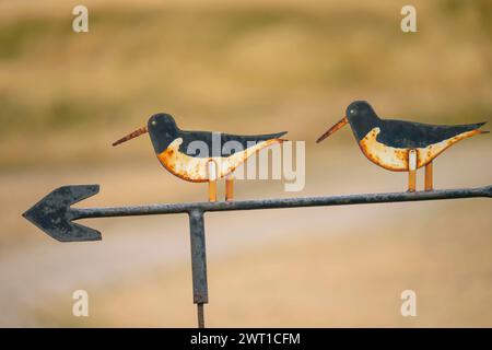 Oystercatcher paleartico (Haematopus ostralegus), indicatore di direzione del vento, freccia metallica con due oystercatcher, Danimarca, Mandoe Foto Stock