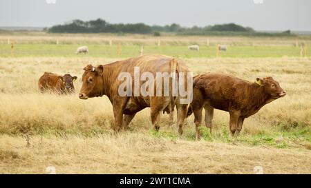 URI (bestiame domestico) (Bos taurus, Bos primigenius), mucca con vitello su un pascolo, Danimarca, Mandoe, Ribe Foto Stock