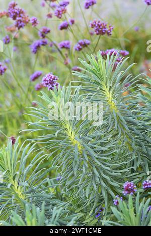 Grande spurba mediterranea (Euphorbia characias ssp. Wulfenii, Euphorbia wulfenii), Leaves, Europe, Bundesrepublik Deutschland Foto Stock