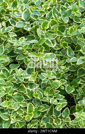Periwinkle maggiore (vinca Major 'Variegata', vinca Major Variegata), foglie di cultivar Summer Variegata Foto Stock