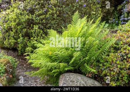 Golden Shield Fern, Scaly male Fern (Dryopteris affinis 'Crispa', Dryopteris affinis Crispa), cultivar Crispa in un giardino, Europa, Bundesrepublik Deut Foto Stock