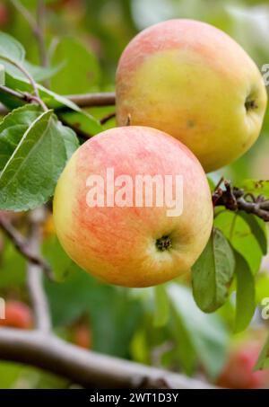 mele (Malus domestica 'Reanda', Malus domestica Reanda), mele su tre, cultivar Reanda, Europa, Europa Foto Stock