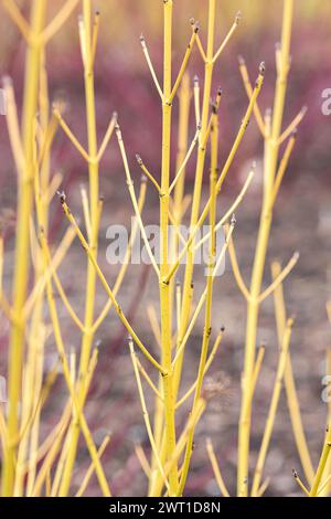 Rosso, legno di dogma rosso-osier, pennello rosso, salice rosso, legno di dogma rosso, legno di doghe rosso-twig, rossetto, legno di doghe americano, legno di doghe del torrente, legno di dogwood occidentale (Cor Foto Stock