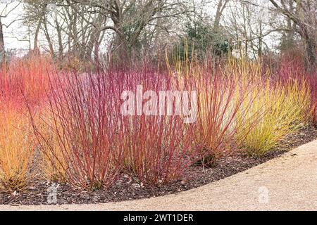 Pino bianco, pino bianco a frutto bianco, pino cortecciato rosso (Cornus alba 'Sibirica Ruby', Cornus alba Sibirica Ruby), habitat della cultivar Sibirica Ruby i Foto Stock